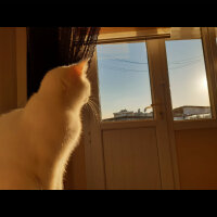 British Shorthair, Kedi  Paris fotoğrafı