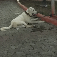 Akbaş, Köpek  Paşa fotoğrafı