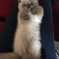 Scottish Fold, Kedi  Luna fotoğrafı