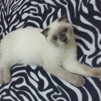 Scottish Fold, Kedi  Luna fotoğrafı