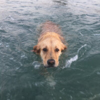 Golden Retriever, Köpek  Pablo fotoğrafı