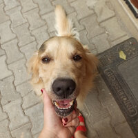 Golden Retriever, Köpek  Gofret fotoğrafı