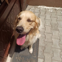 Golden Retriever, Köpek  Gofret fotoğrafı