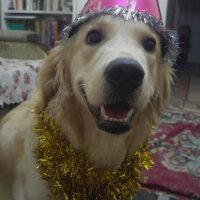 Golden Retriever, Köpek  Gofret fotoğrafı