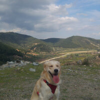 Golden Retriever, Köpek  Gofret fotoğrafı