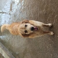 Golden Retriever, Köpek  Gofret fotoğrafı