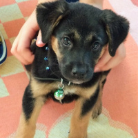 Sokö (Sokak Köpeği), Köpek  Loki fotoğrafı