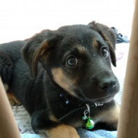 Sokö (Sokak Köpeği), Köpek  Loki fotoğrafı