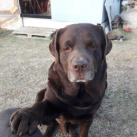 Labrador Retriever, Köpek  Oscar fotoğrafı
