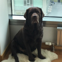 Labrador Retriever, Köpek  Oscar fotoğrafı