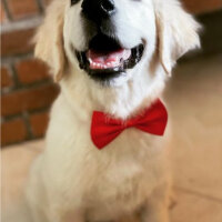 Golden Retriever, Köpek  Kont fotoğrafı