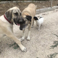 Kangal, Köpek  Leon fotoğrafı