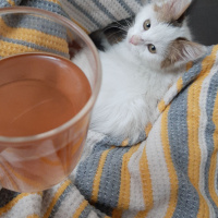 Tekir Kedi, Kedi  Tospik Çiçek fotoğrafı