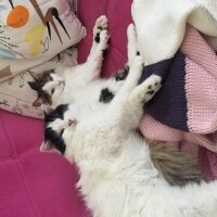 Tekir Kedi, Kedi  Miço fotoğrafı