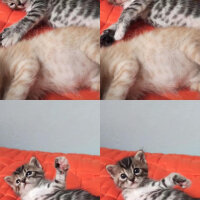 Tekir Kedi, Kedi  Gece fotoğrafı