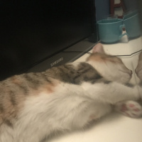 Tekir Kedi, Kedi  Yuumi fotoğrafı