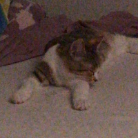 Tekir Kedi, Kedi  Yuumi fotoğrafı