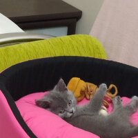 British Shorthair, Kedi  Maya fotoğrafı