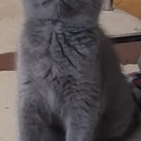 British Shorthair, Kedi  Maya fotoğrafı