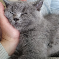 British Shorthair, Kedi  Maya fotoğrafı