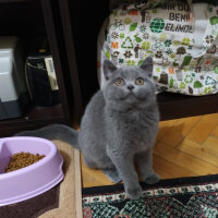 British Shorthair, Kedi  Maya fotoğrafı