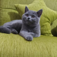 British Shorthair, Kedi  Maya fotoğrafı