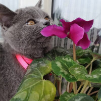 British Shorthair, Kedi  Maya fotoğrafı