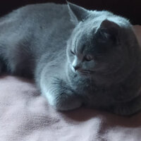 British Shorthair, Kedi  Maya fotoğrafı