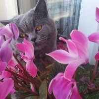 British Shorthair, Kedi  Maya fotoğrafı