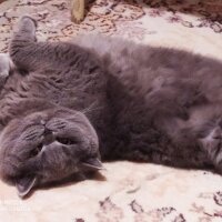 British Shorthair, Kedi  Maya fotoğrafı