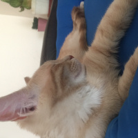 Sarman, Kedi  Bıdık fotoğrafı