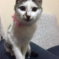 Tekir Kedi, Kedi  Hera fotoğrafı