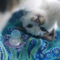 Tekir Kedi, Kedi  Hera fotoğrafı