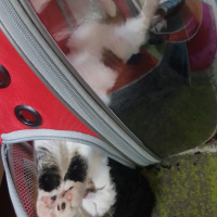 Tekir Kedi, Kedi  Hera fotoğrafı