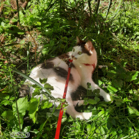 Tekir Kedi, Kedi  Hera fotoğrafı