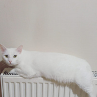 Soke, Kedi  Mercan fotoğrafı