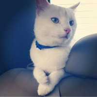 Soke, Kedi  Mercan fotoğrafı