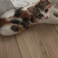 European Shorthair, Kedi  İncir fotoğrafı