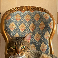 Tekir Kedi, Kedi  Ercü fotoğrafı