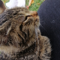 Tekir Kedi, Kedi  Neko fotoğrafı