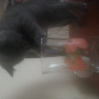 British Shorthair, Kedi  duman fotoğrafı