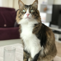Maine Coon, Kedi  Fındık fotoğrafı