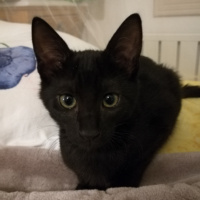 Bombay, Kedi  Misket fotoğrafı