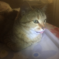 Tekir Kedi, Kedi  Tarçın fotoğrafı