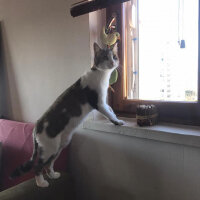 Tekir Kedi, Kedi  Bihter fotoğrafı