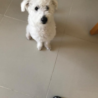 Maltese, Köpek  zeus fotoğrafı