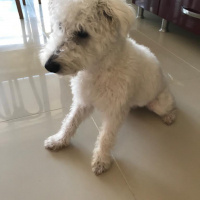 Maltese, Köpek  zeus fotoğrafı