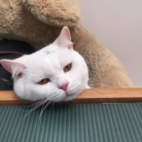 Scottish Fold, Kedi  Beyaz fotoğrafı