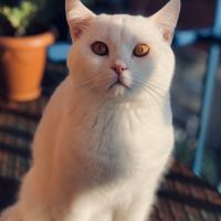 Scottish Fold, Kedi  Beyaz fotoğrafı
