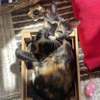 Tekir Kedi, Kedi  Şibit fotoğrafı